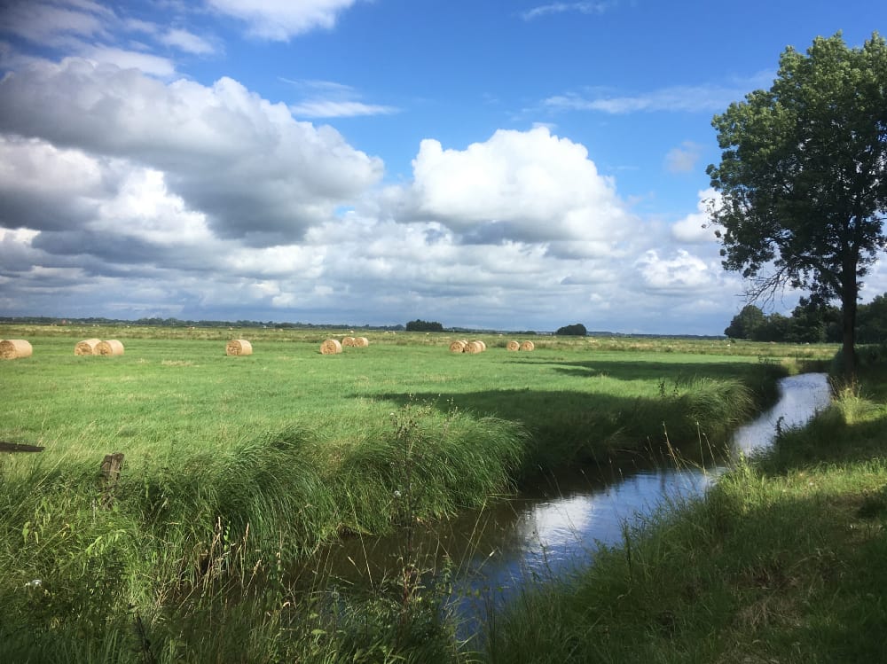 Grüne Wiese mit Fluss